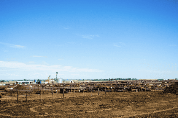 Dinklage Feedyards Fort Morgan Colorado