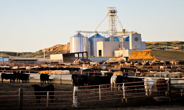 Overview of Grain Bins and Feed MIll at Dinklage Feedyard in Sidney, Nebraska