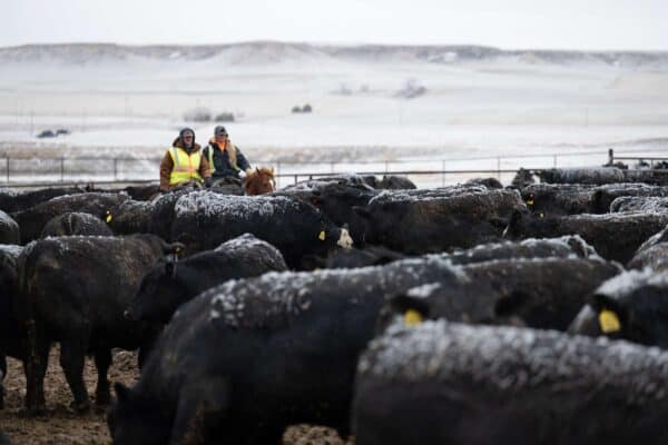 Pen Riders at Dinklage Feedyards Custom Cattle Feeders